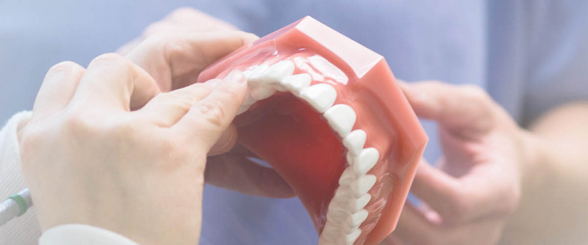 Dentist near Leominster doing patient education on a model of teeth